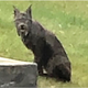 Imagen para el artículo titulado Estas son las primeras imágenes de un lince negro